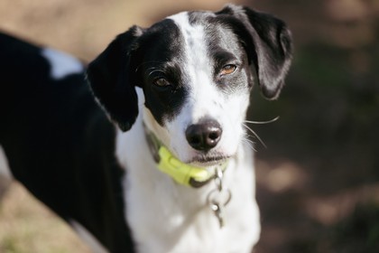 Dog Lovers' Gift Crate